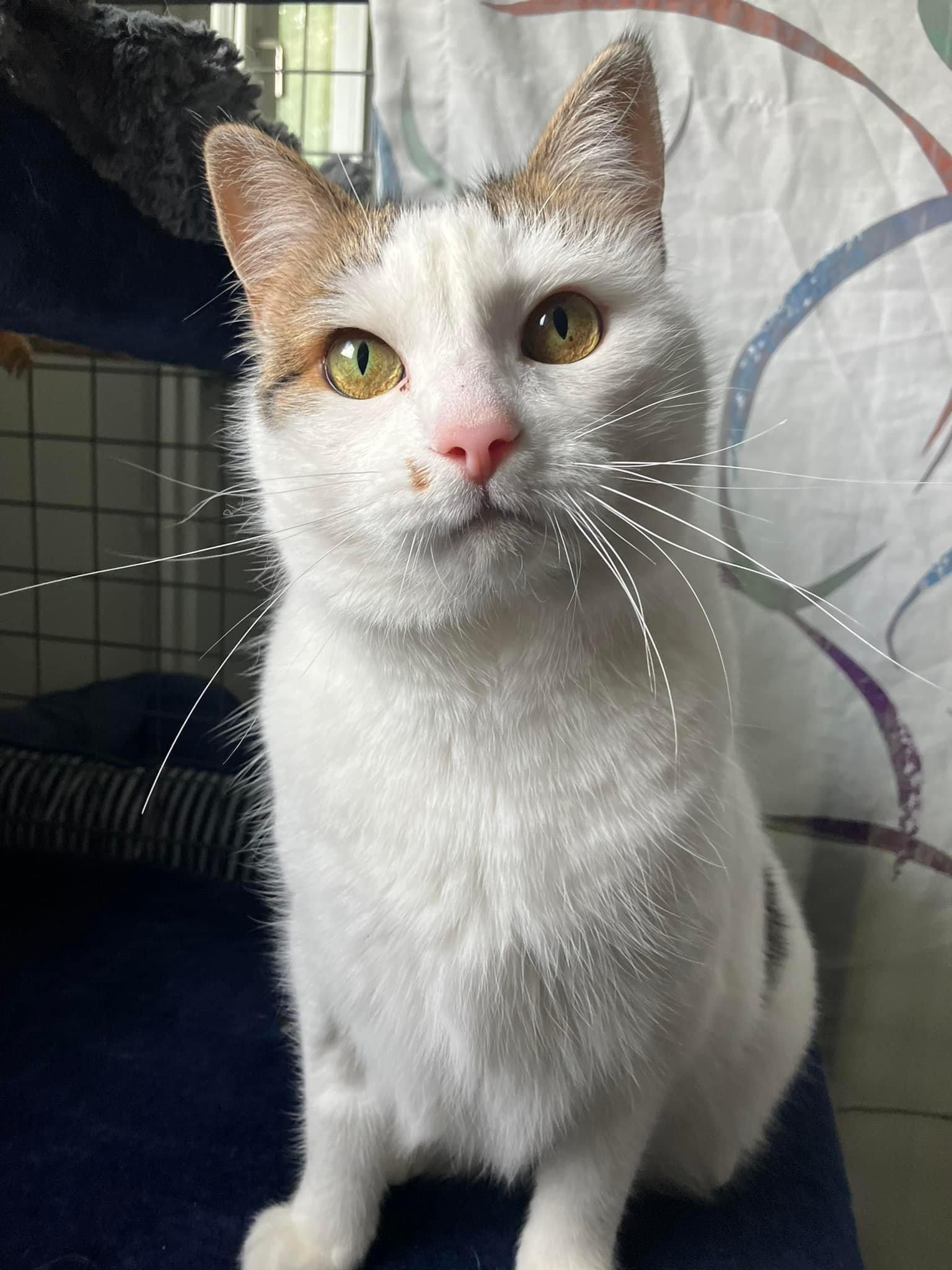 En bild på en katt