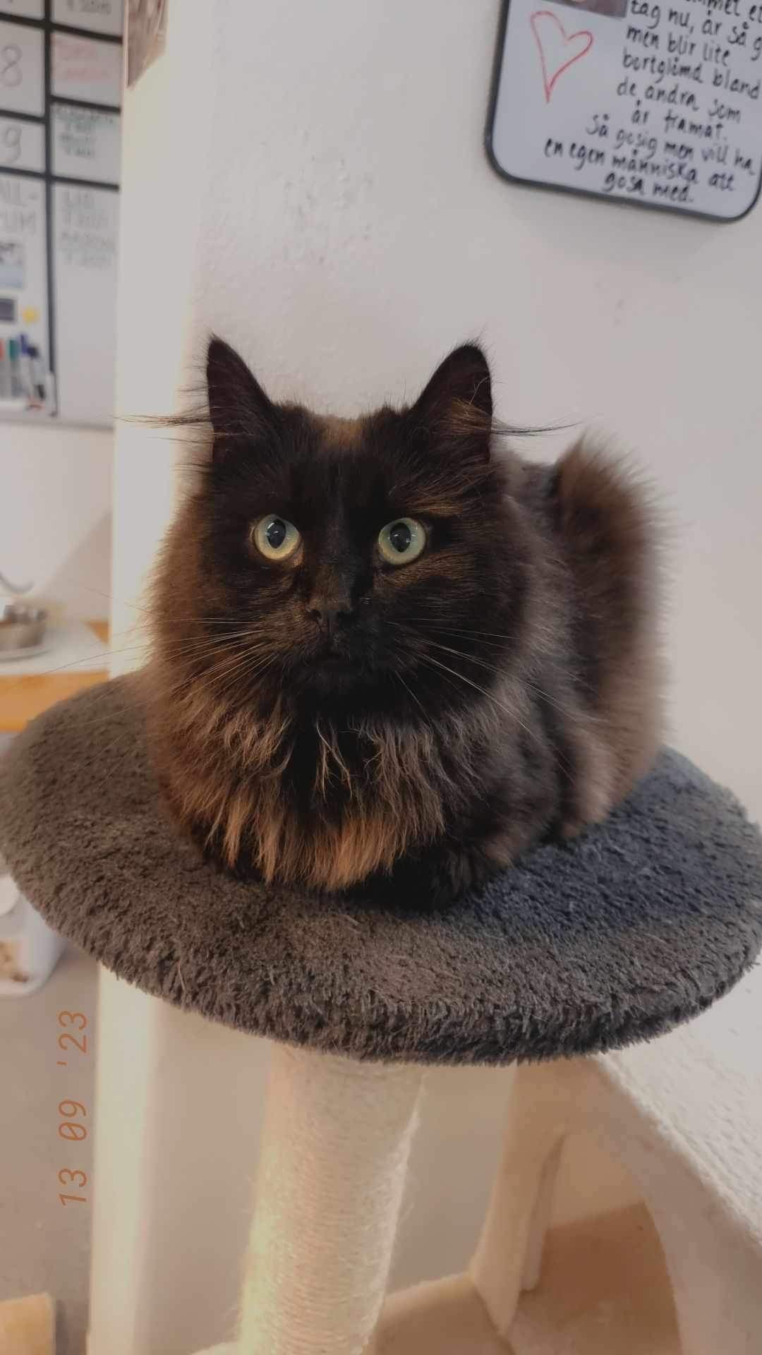 En bild på en katt