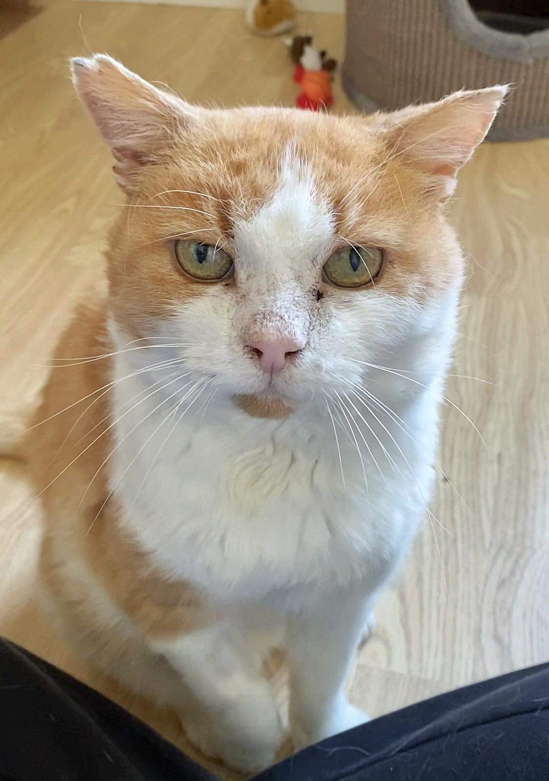 En bild på en katt