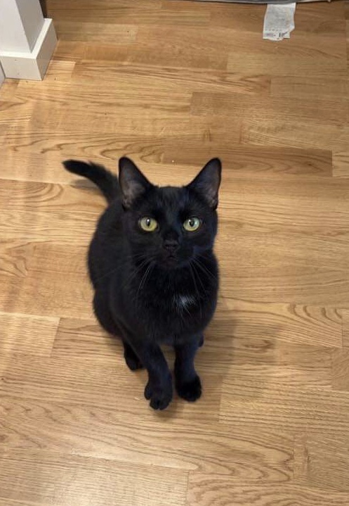 En bild på en katt