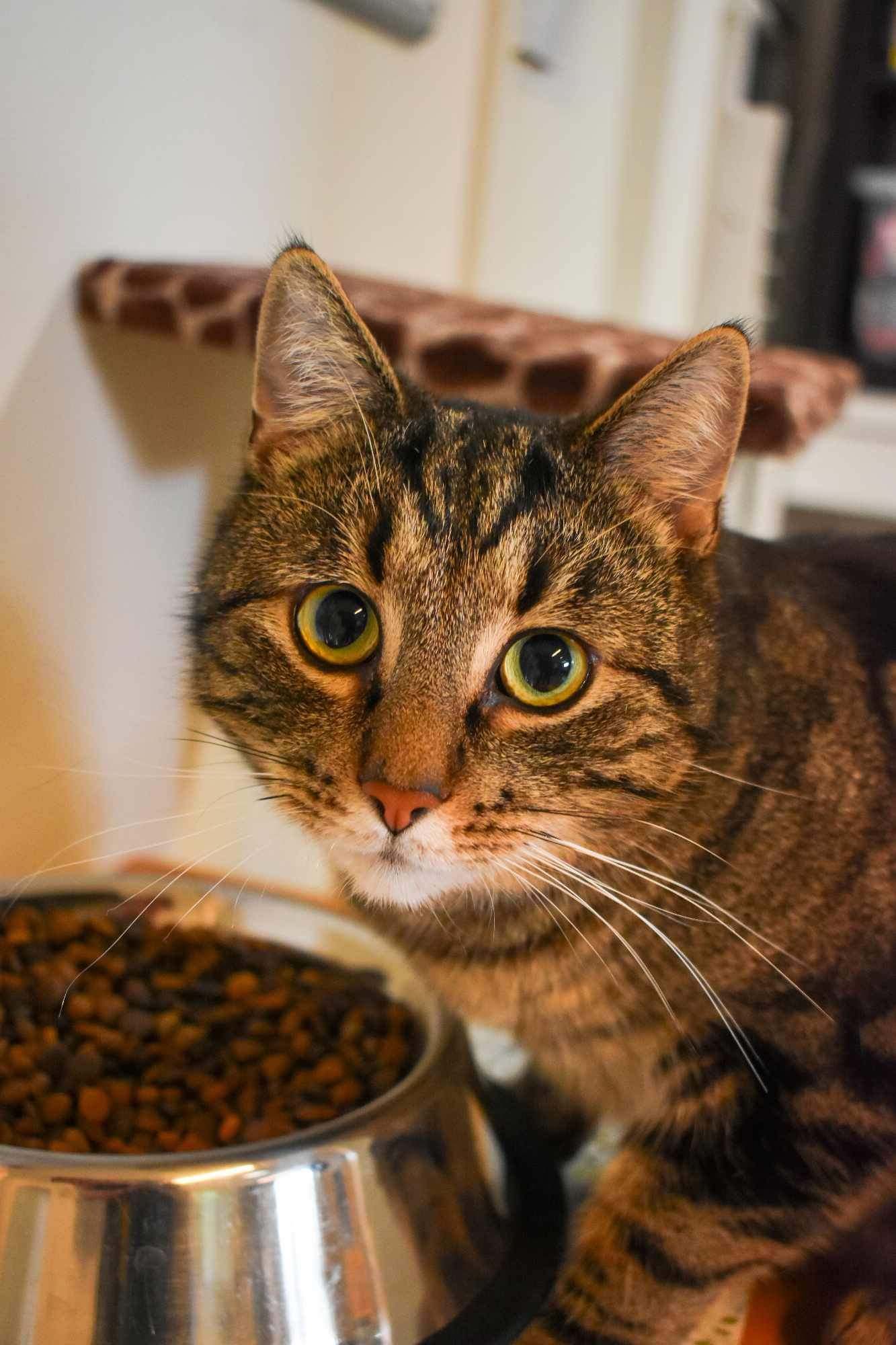 En bild på en katt