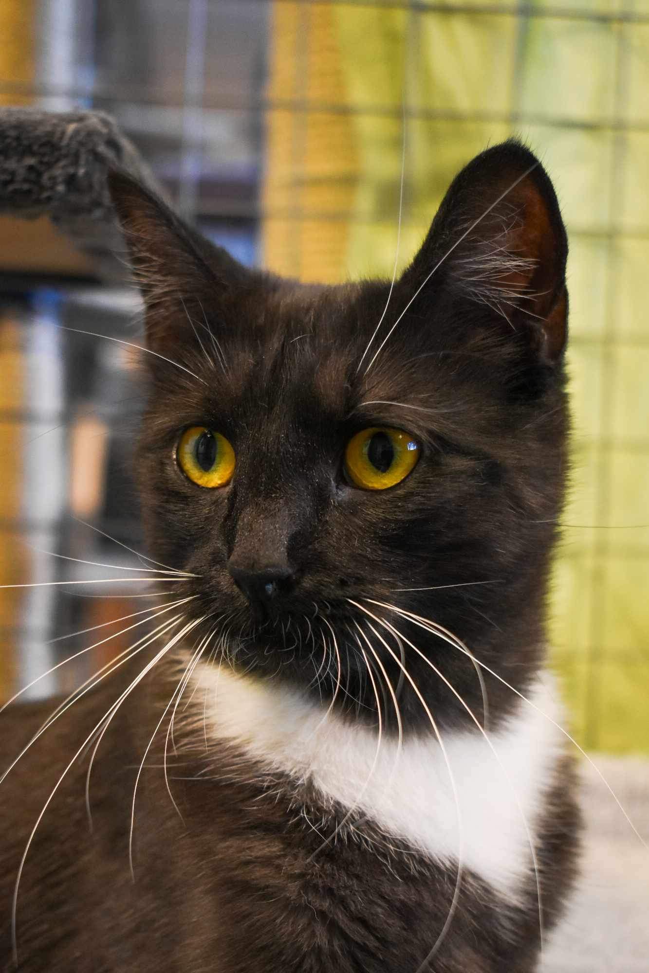 En bild på en katt