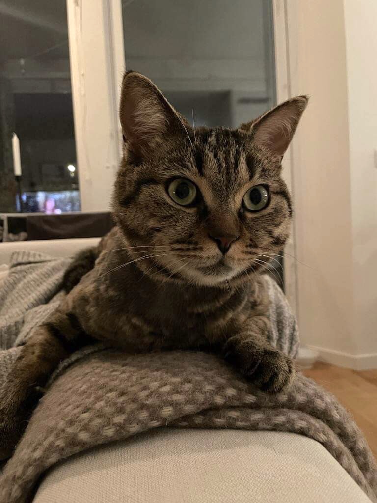 En bild på en katt