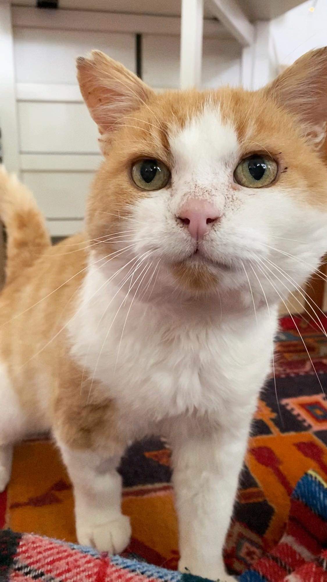 En bild på en katt