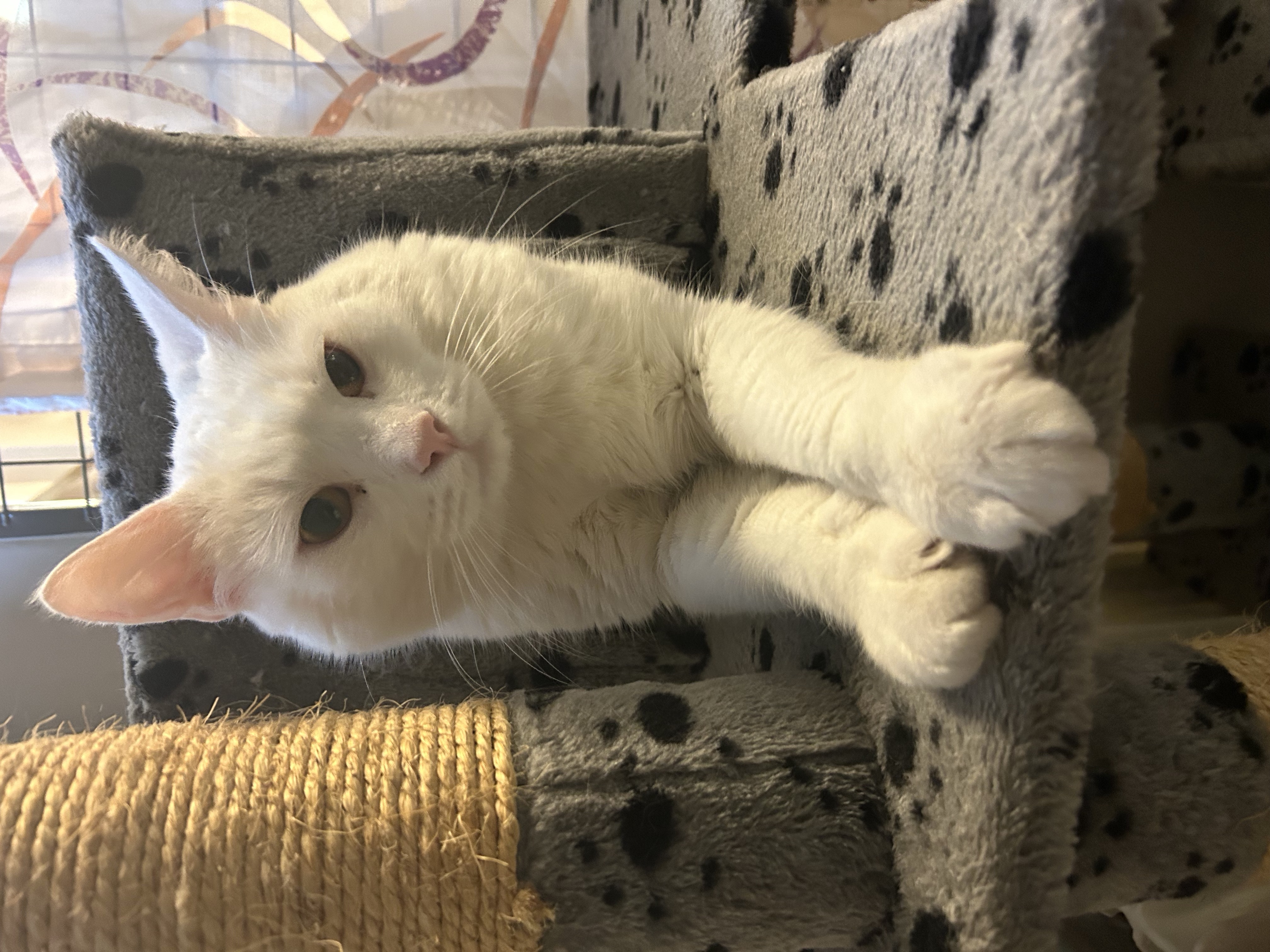 En bild på en katt