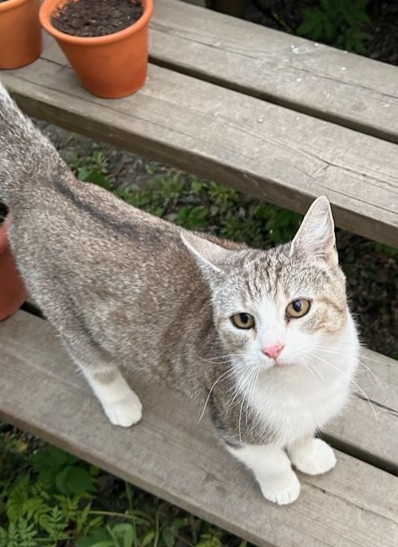 En bild på en katt